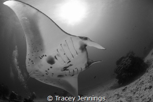 Awed by a manta by Tracey Jennings 